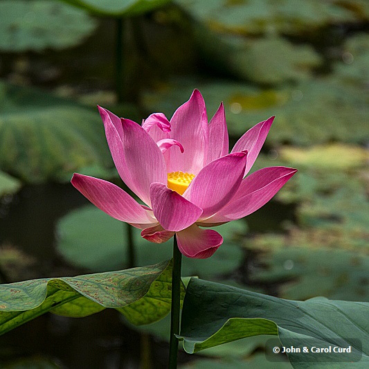 _MG_5032 Lotus flower.JPG